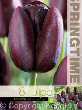 Tulipa Queen of Night