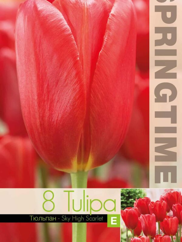 Tulipa Sky High Scarlet