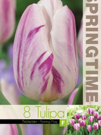 Tulipa Flaming Flag