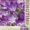 Crocus Ruby Giant - RB