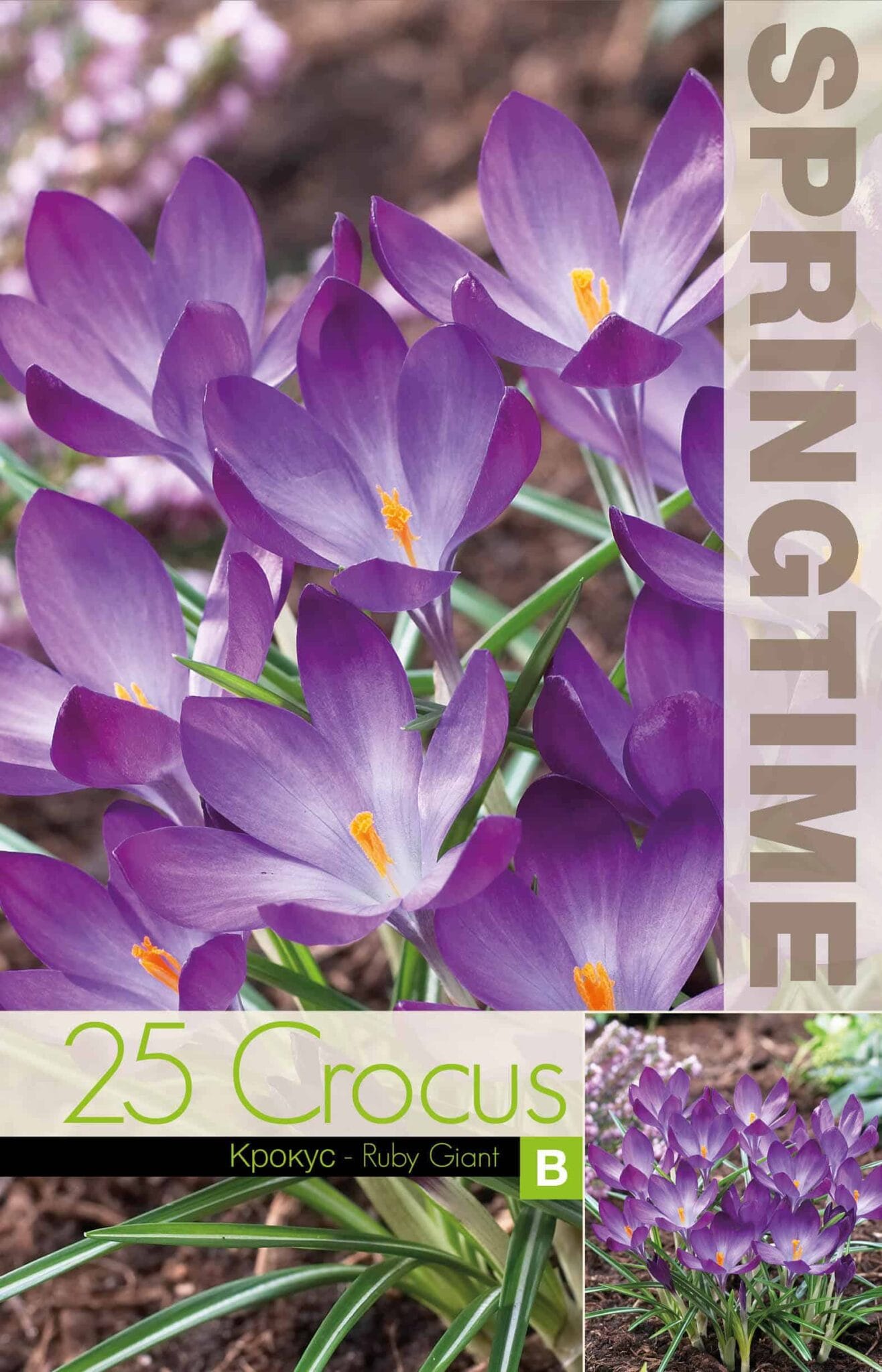 Crocus Ruby Giant - RB