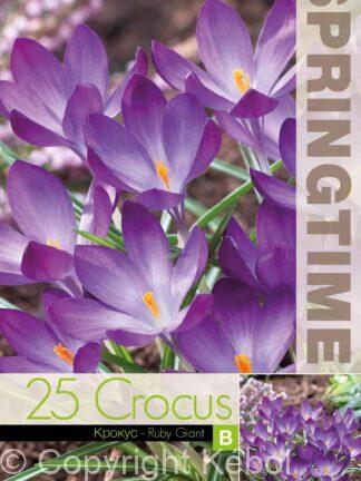 Crocus Ruby Giant