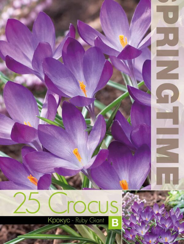 Crocus Ruby Giant