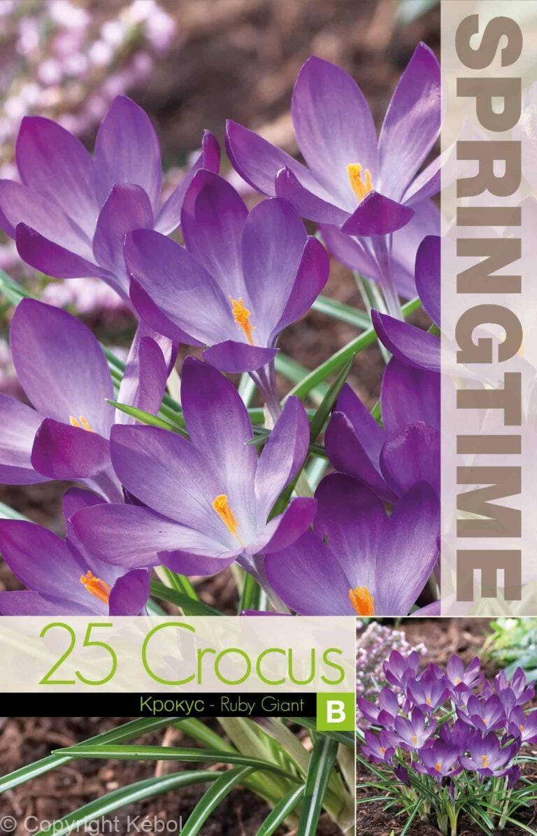 Crocus Ruby Giant - RB