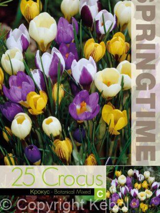 Crocus Botanical Mixed - RB