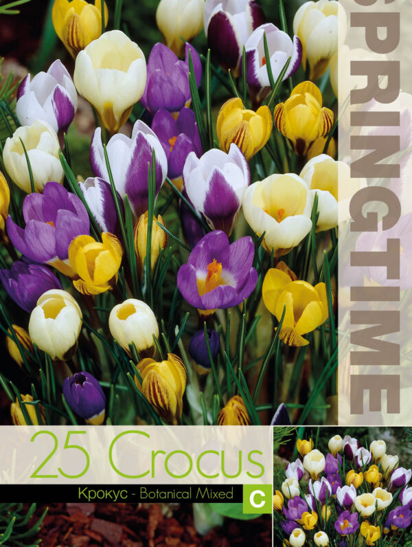 Crocus Botanical Mixed - RB