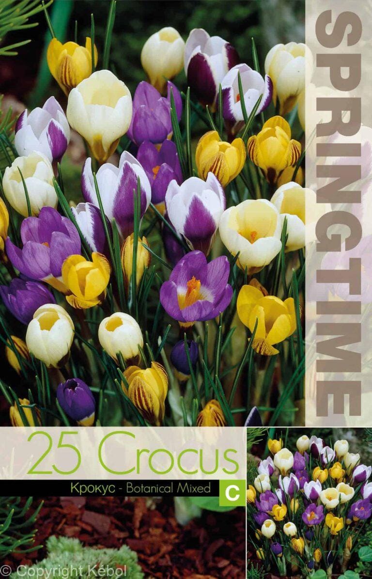 Crocus Botanical Mixed - RB