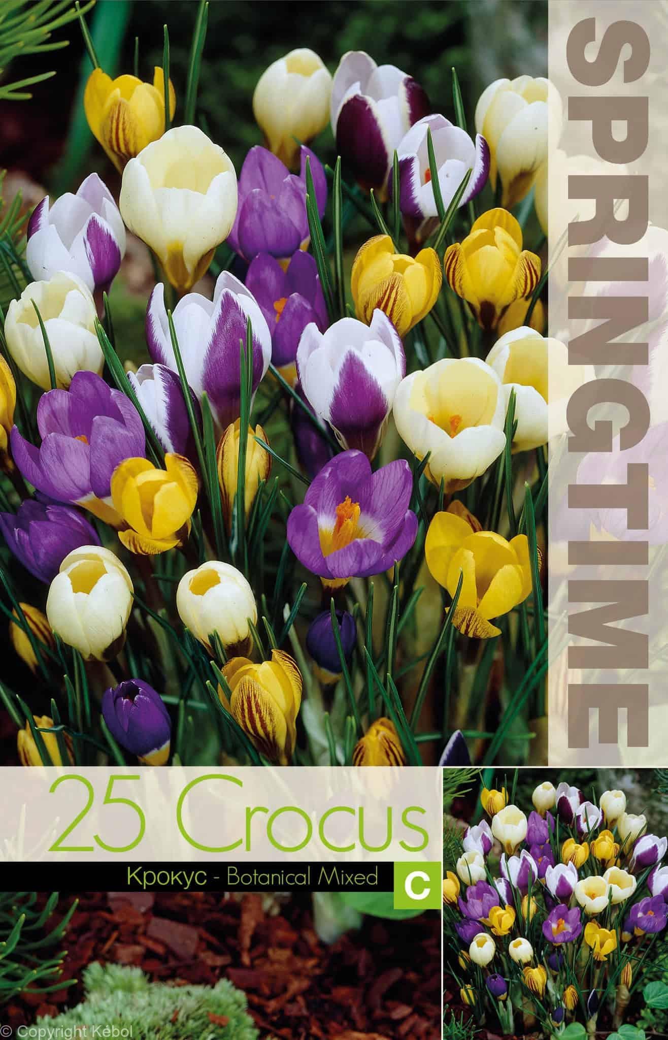 Crocus Botanical Mixed - RB