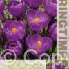 Crocus Flower Record - RB