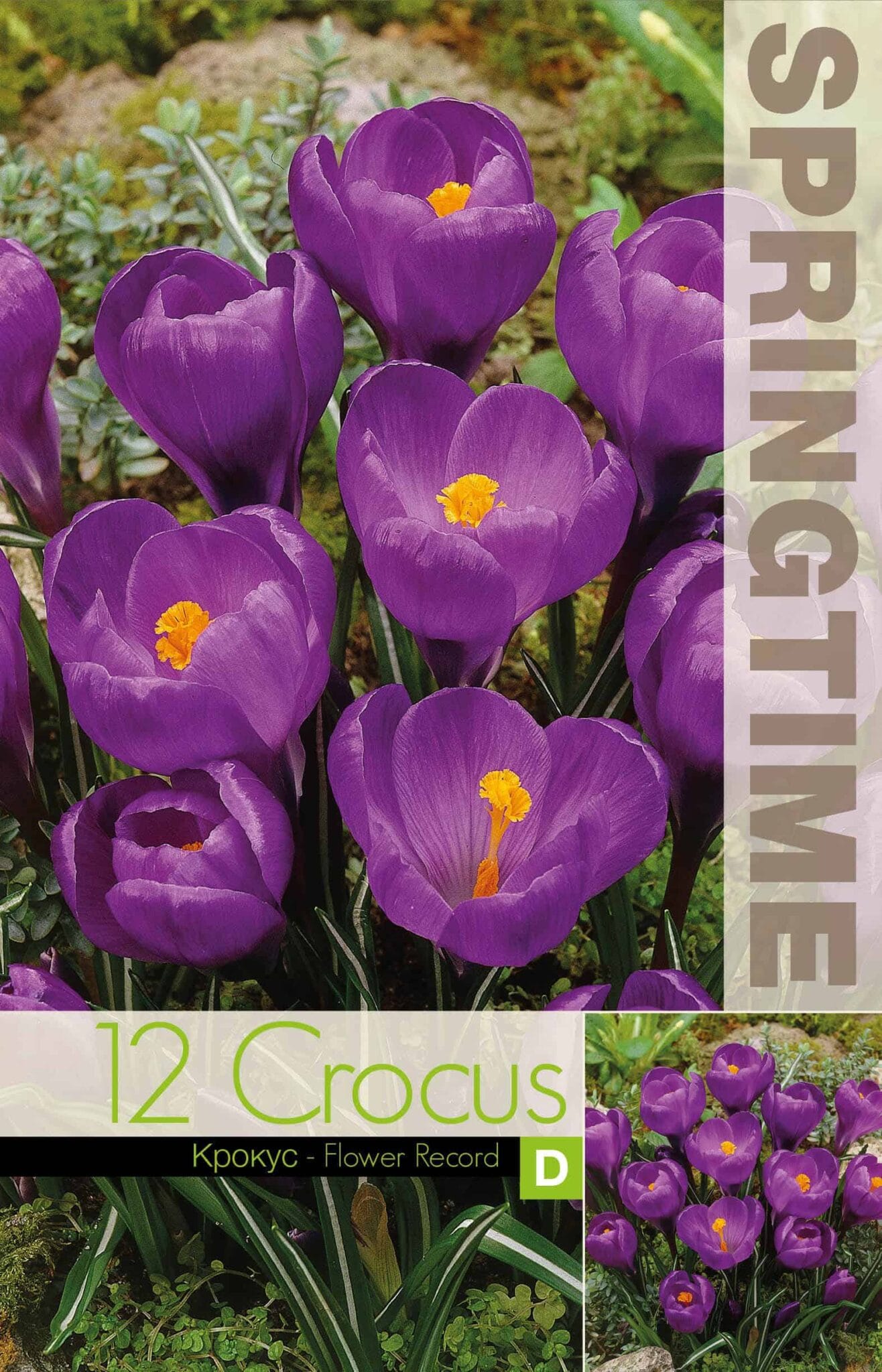 Crocus Flower Record - RB