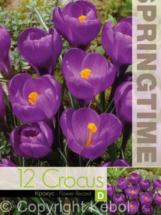 Crocus Flower Record