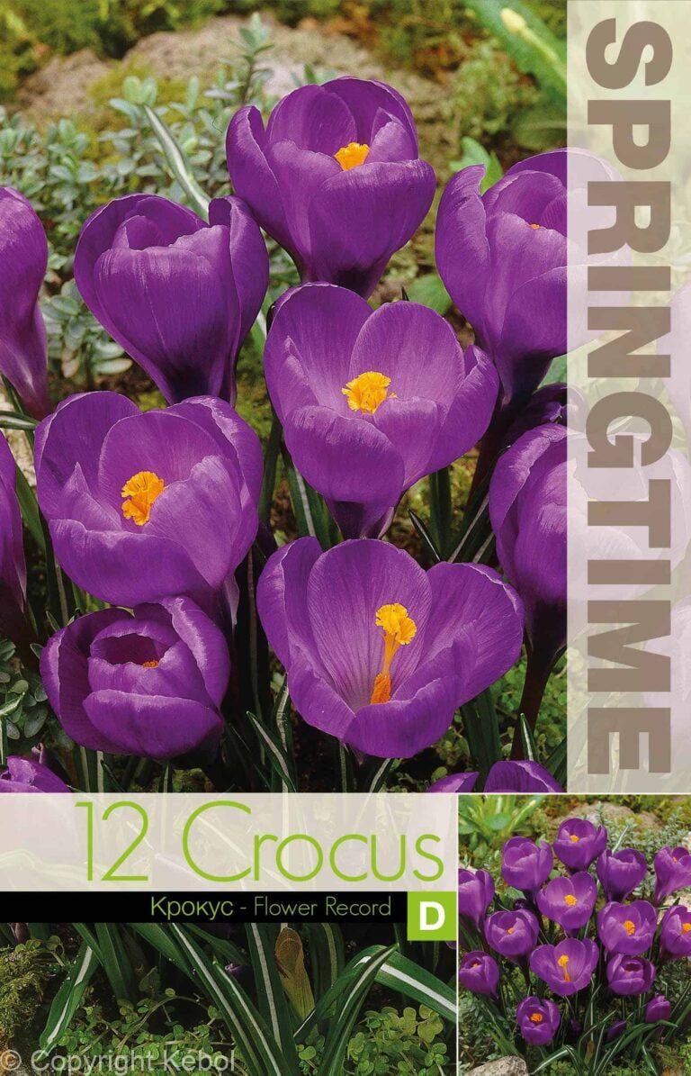 Crocus Flower Record - RB