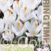 Crocus Jeanne d'Arc - RB
