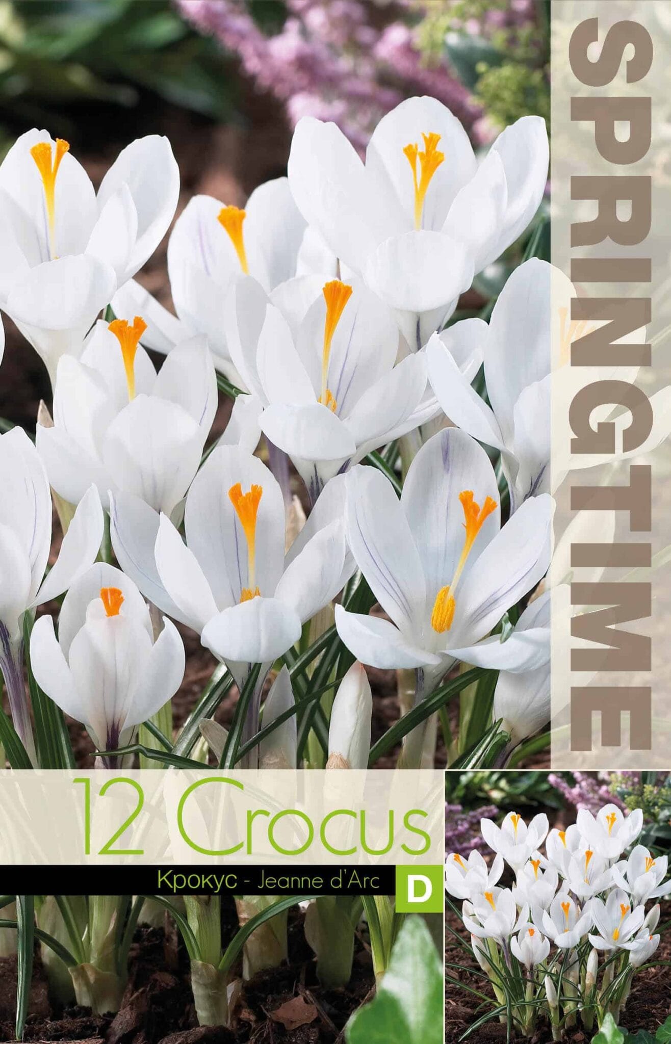Crocus Jeanne d'Arc - RB