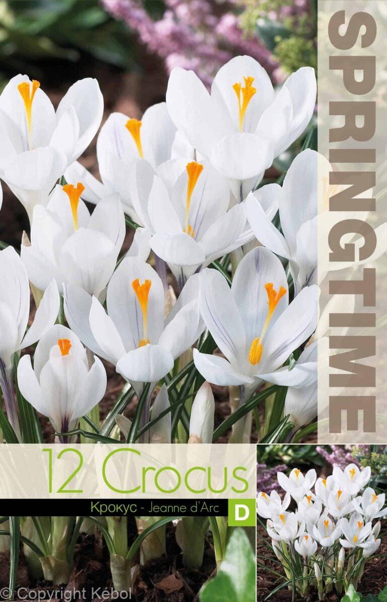 Crocus Jeanne d'Arc - RB