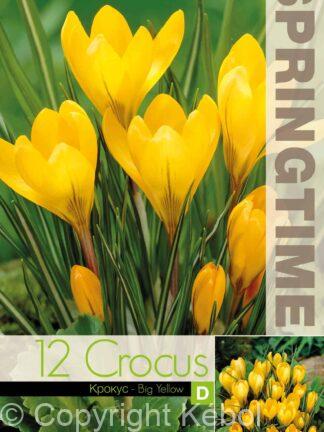 Crocus Big Yellow