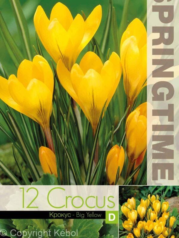 Crocus Big Yellow - RB