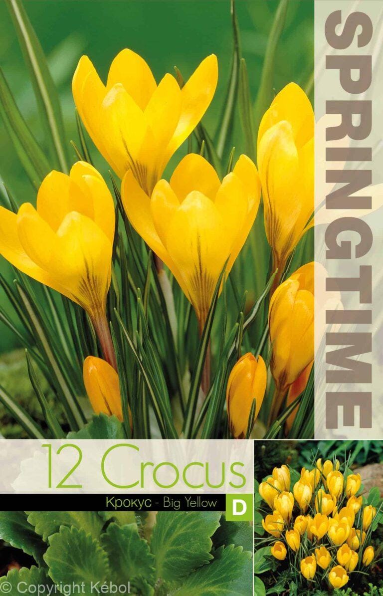 Crocus Big Yellow - RB