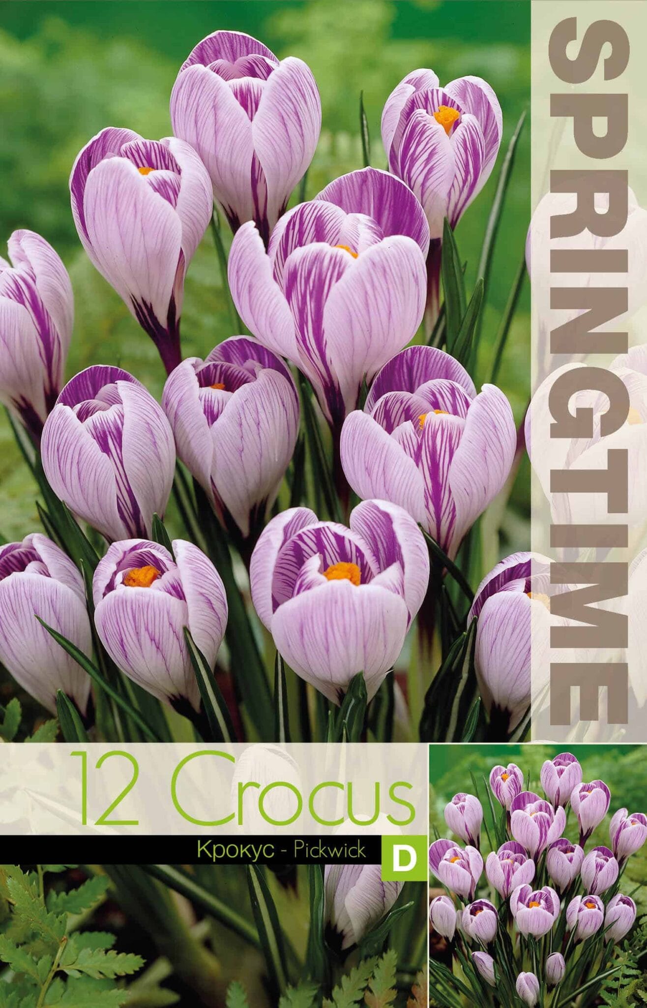 Crocus Pickwick - RB