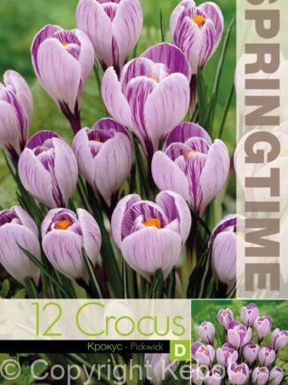 Crocus Pickwick
