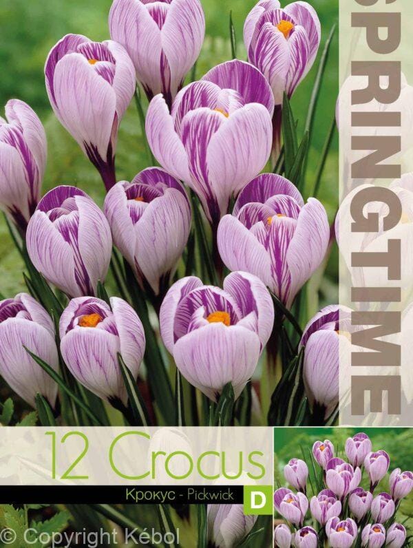 Crocus Pickwick - RB