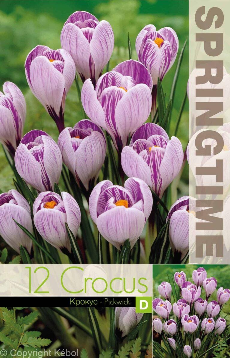 Crocus Pickwick - RB