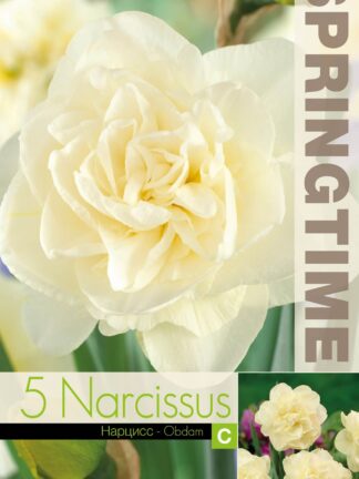 Narcissus Obdam
