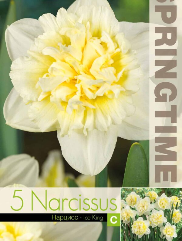Narcissus Ice King