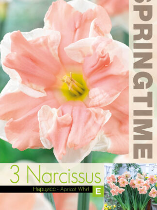 Narcissus Apricot Whirl