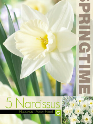 Narcissus Mount Hood