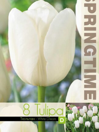 Tulipa White Dream
