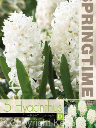 Hyacinthus Carnegie