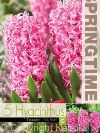 Hyacinthus Pink Pearl