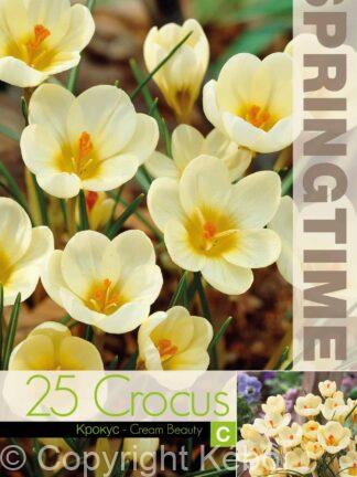 Crocus Cream Beauty - RB