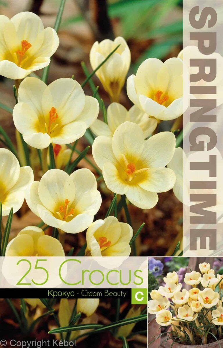 Crocus Cream Beauty - RB