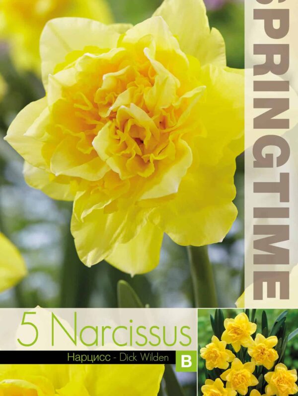 Narcissus Dick Wilden