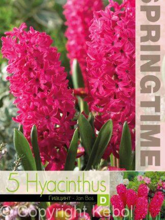 Hyacinthus Jan Bos