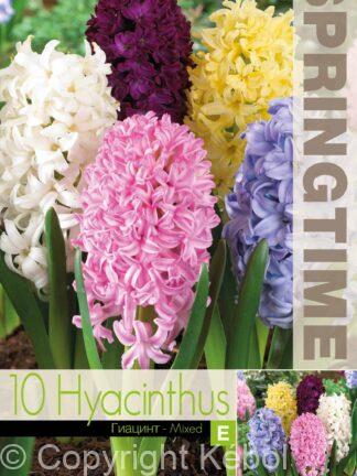 Hyacinthus Hyacinth Mixed