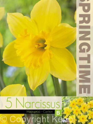 Narcissus Carlton