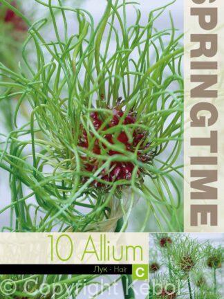 Allium Hair