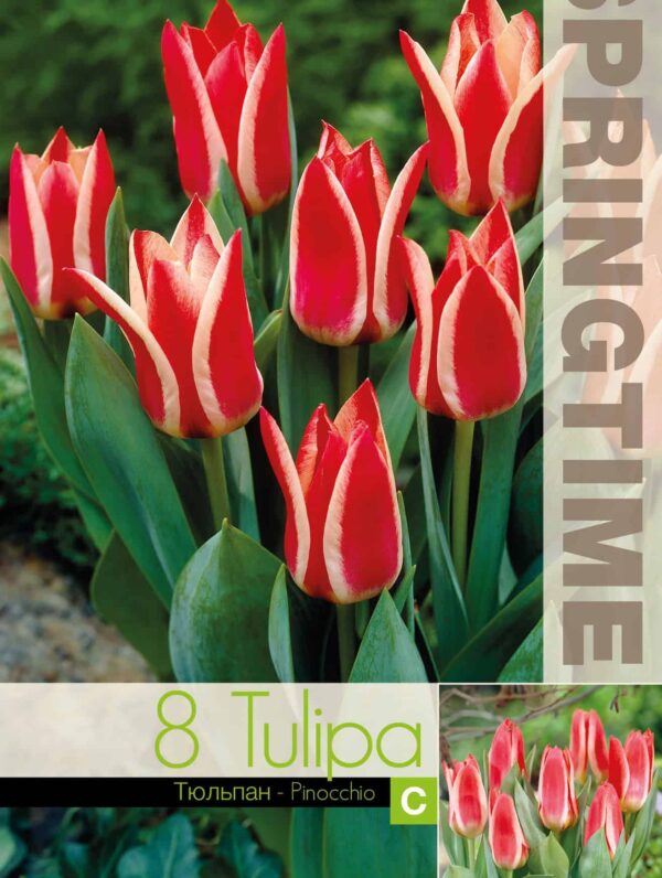 Tulipa Pinocchio
