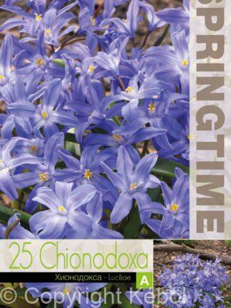 Chionodoxa Luciliae