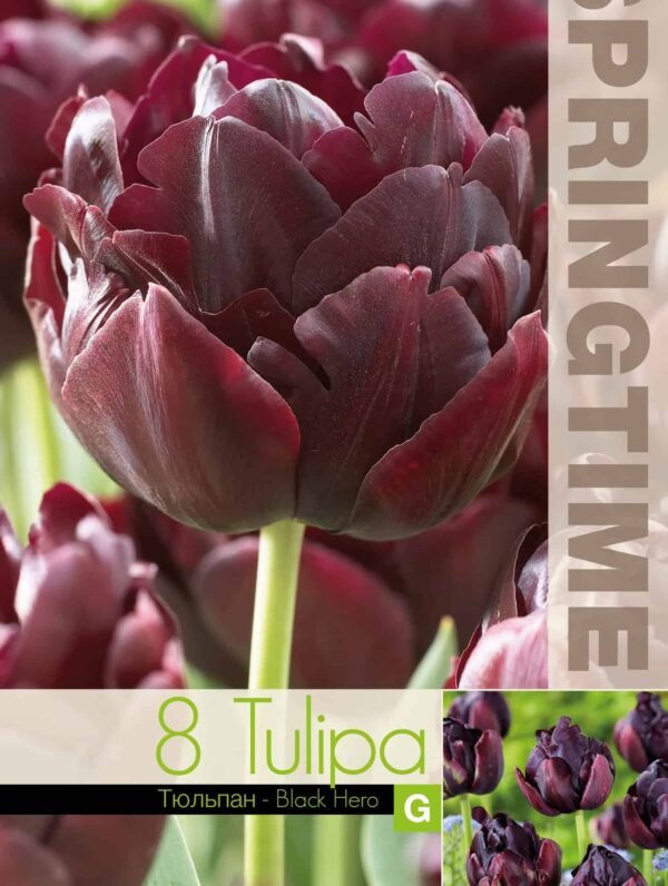 Tulipa Black Hero