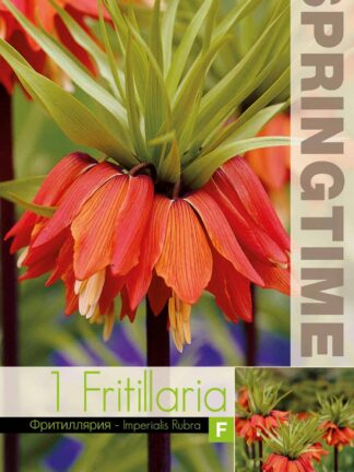 Fritillaria Imp. Rubra