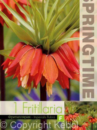 Fritillaria Imp. Rubra
