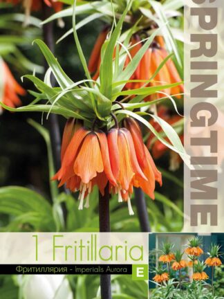 Fritillaria Imp. Aurora