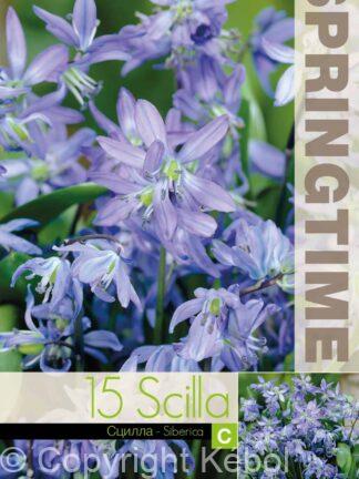 Scilla Siberica