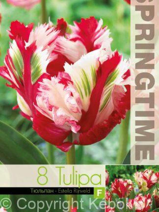Tulipa Estella Rijnveld