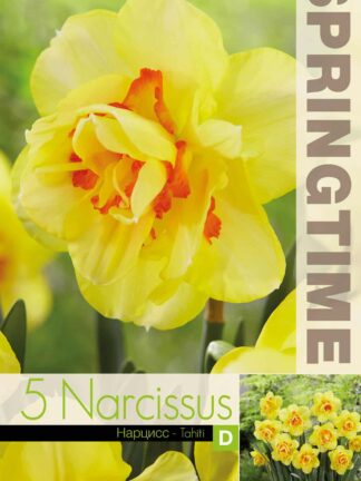 Narcissus Tahiti