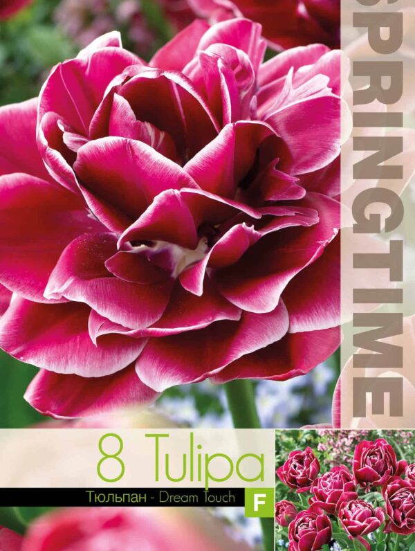 Tulipa Dream Touch